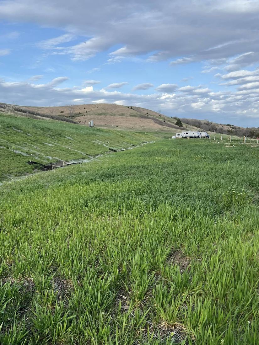 Green grass along the pads in spring