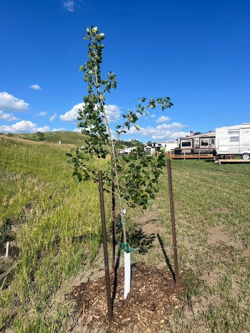 New trees planted along the pads